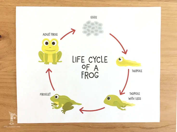 Teach kids the life cycle of a frog 