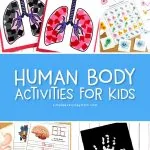 Human Body Activities For Kids | Teaching kids all about their body has never been so interesting and fun! This roundup includes free printables, crafts, art projects and more for preschool and kindergarten. #preschool #kindergarten #earlychildhood #kindergartenworksheets #craftsforkids #kidscrafts #kidsandparenting #teachingkindergarten #prekteacher
