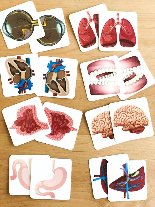 human body activities for preschool | teach organs with this memory game #learningactivities #kidsactivities #preschool