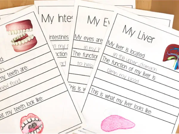 free printable human body worksheets for kindergarten | handwriting practice #kindergarten #kids #educationalactivities