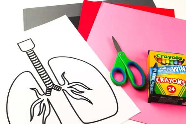 Human Body Activities For Kids: Lung Craft
