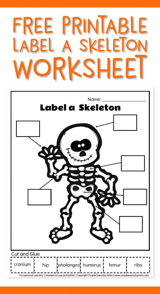 Skeleton Worksheets For Kids | Use this free printable worksheet to teach kids some basic human anatomy. It's a great learning activity that's fun too! #educationalactivities #learningactivities #kindergarten #earlychildhood #elementary #kidsactivities #worksheetsforkids