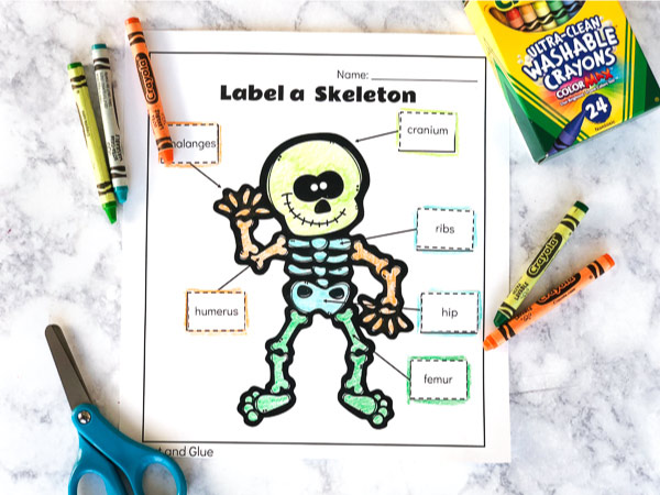 skeletal system worksheets for kids #kids #kindergartenworksheets #teachers #educationalactivities