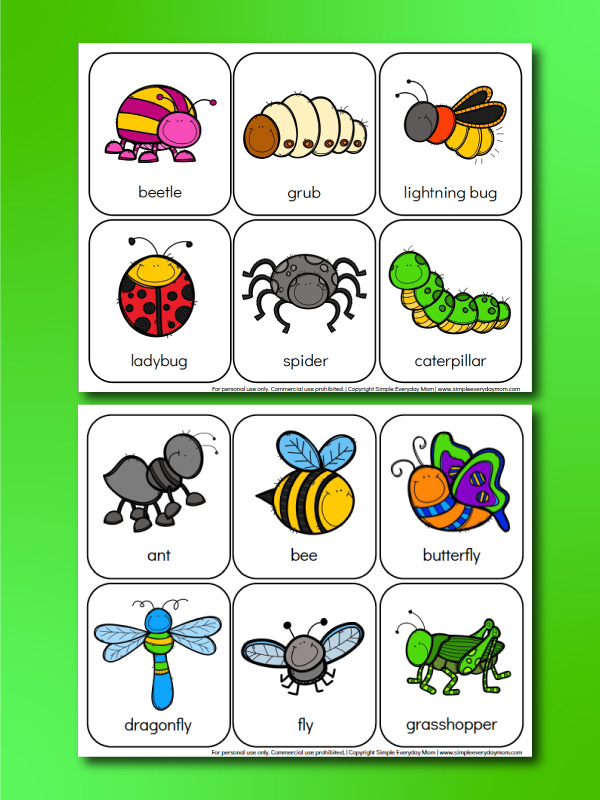 insect flashcards