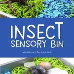 insect sensory bin for kids