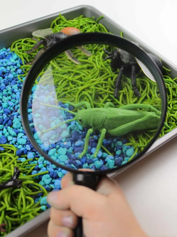 closeup of magnifying glass and grasshopper in bug sensory bin