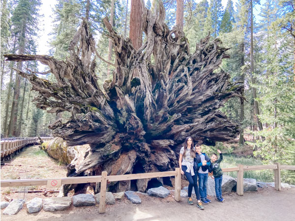 mom with two kids at roots of giant sequoia 