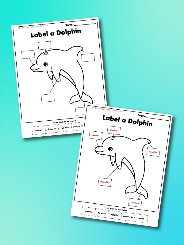 label a dolphin worksheet
