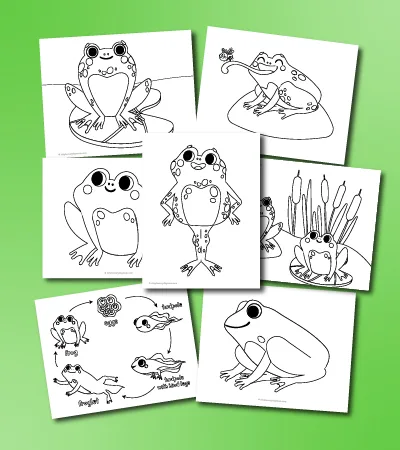 frog coloring pages mockup