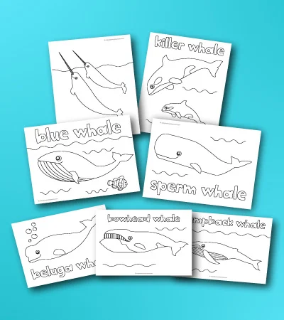 whale coloring page mockup