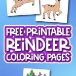reindeer coloring pages with the words free printable reindeer coloring pages in the middle