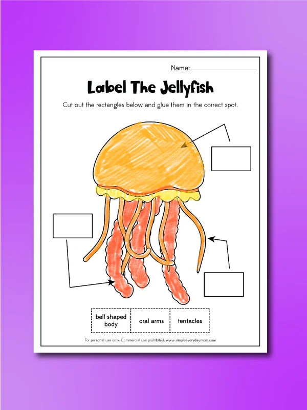 label a jellyfish worksheet