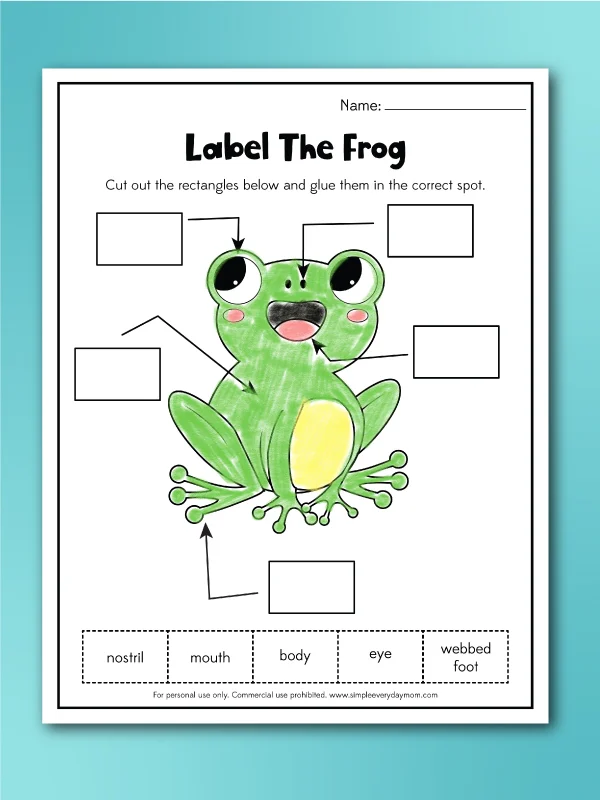 frog worksheet label a frog