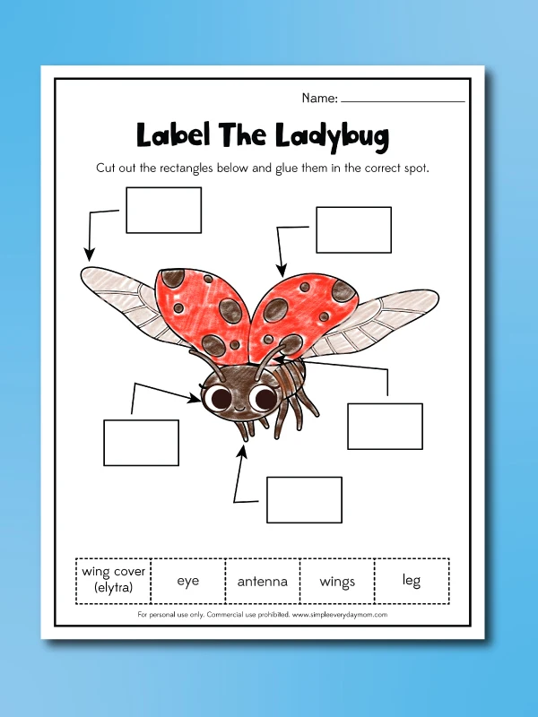 ladybug worksheet label the ladybug