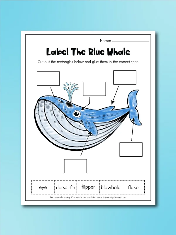 whale worksheets label the blue whale