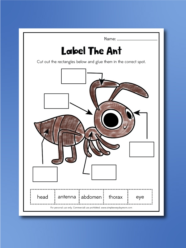 and worksheet label the ant