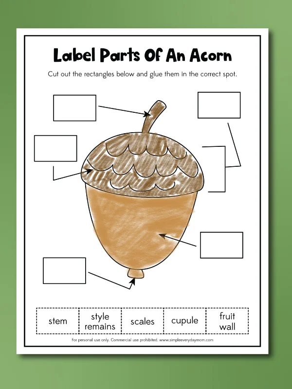 label parts of an acorn worksheets