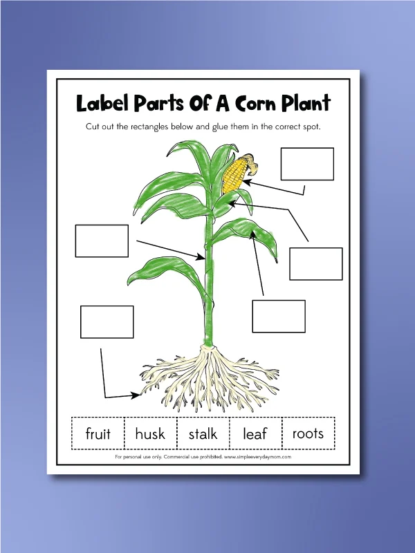 corn worksheets label a corn