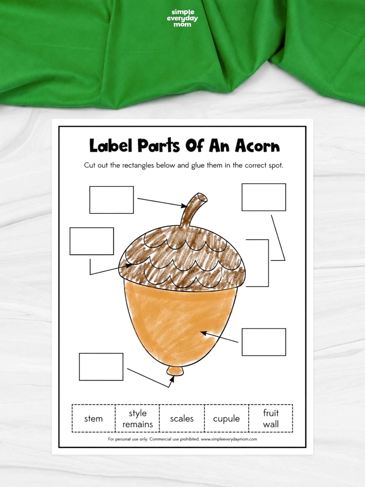 “Label Parts of an Acorn” worksheet with a colored acorn illustration, blank labeling boxes, and cutout labels for stem, style remains, scales, cupule, and fruit wall.