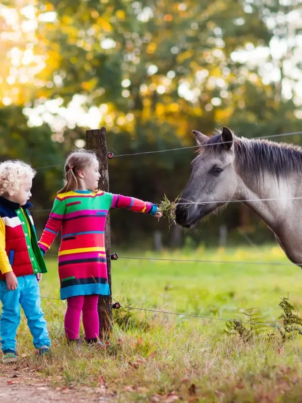 picture of the kids feeding the horse