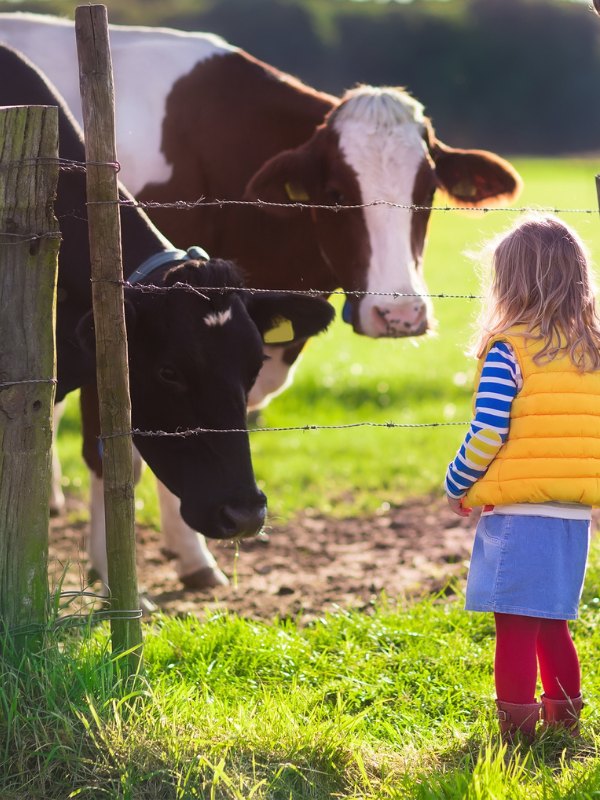 picture of a girl looking at the cows