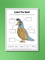 Free Printable Quail Worksheets For Preschool