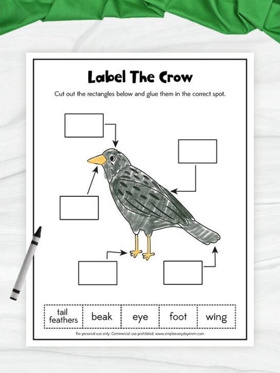 Learning Crow Free Printable Crow Worksheets For Kids